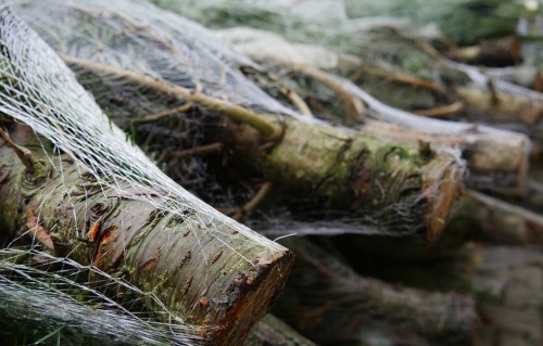 Distribution des commandes de sapin